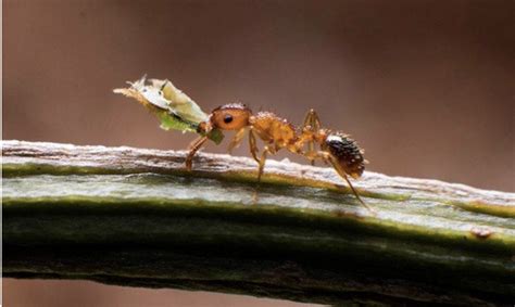 身上突然有螞蟻 如何呼請祖先